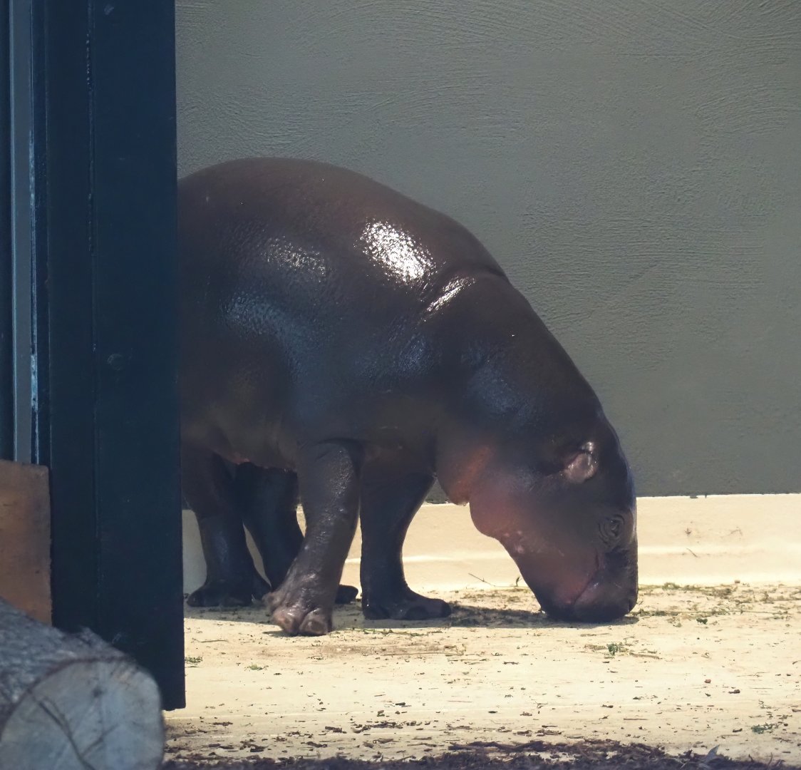 Western pygmy hippopotamus (Choeropsis liberiensis liberiensis), 2025-07-21
