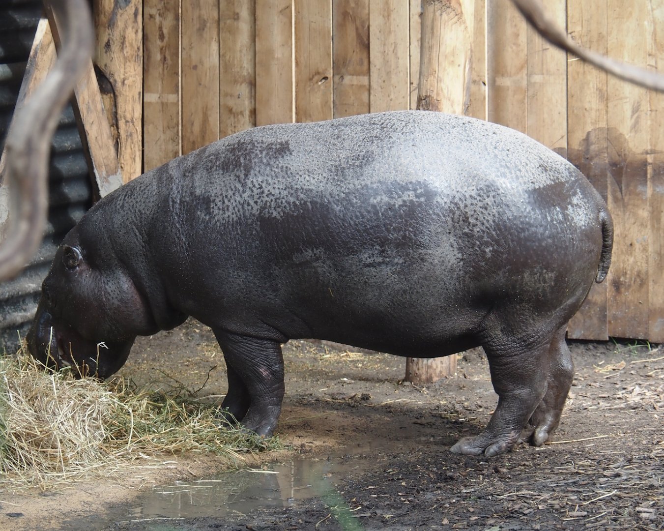 Western pygmy hippopotamus (Choeropsis liberiensis liberiensis), 2025-08-03