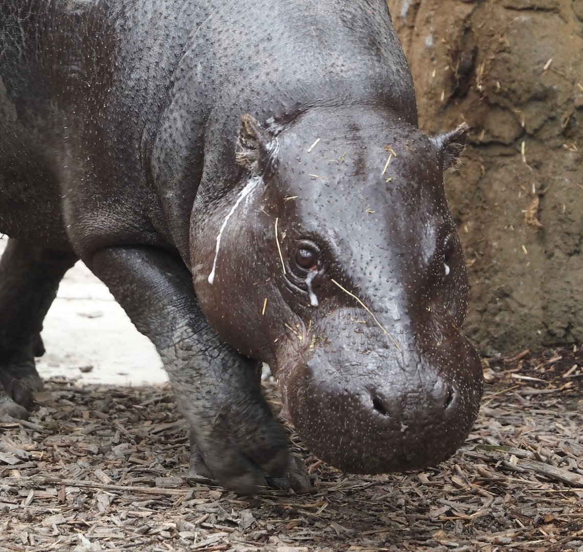 Western pygmy hippopotamus (Choeropsis liberiensis liberiensis), 2025-08-03