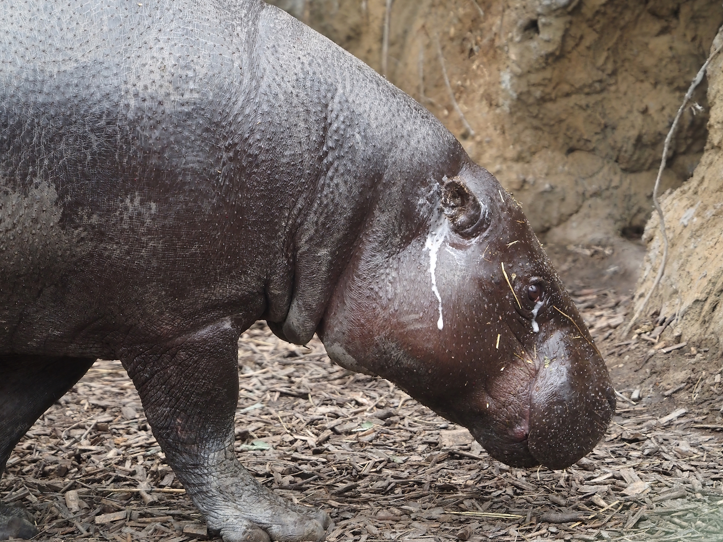 Western pygmy hippopotamus (Choeropsis liberiensis liberiensis), 2025-08-03