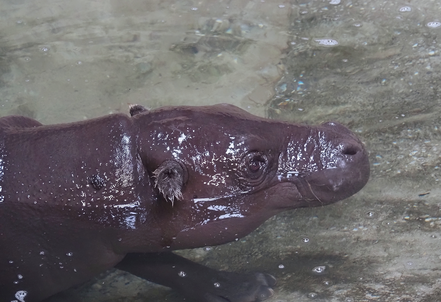 Western pygmy hippopotamus (Choeropsis liberiensis liberiensis), 2025-09-30