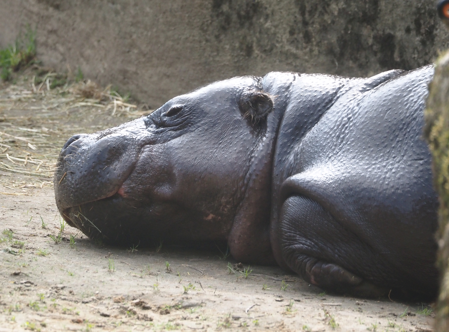 Western pygmy hippopotamus (Choeropsis liberiensis liberiensis), 2025-09-30