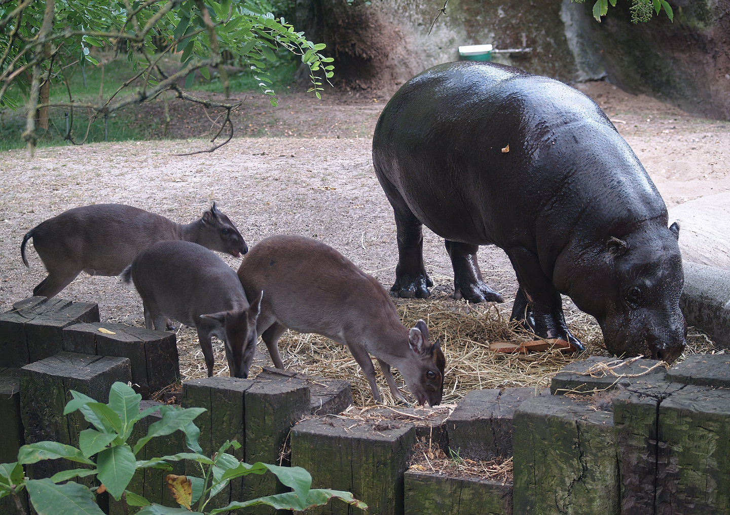 Western pygmy hippopotamus (Choeropsis liberiensis liberiensis) and Blue duikers (Philantomba monticola), 2006-07-25