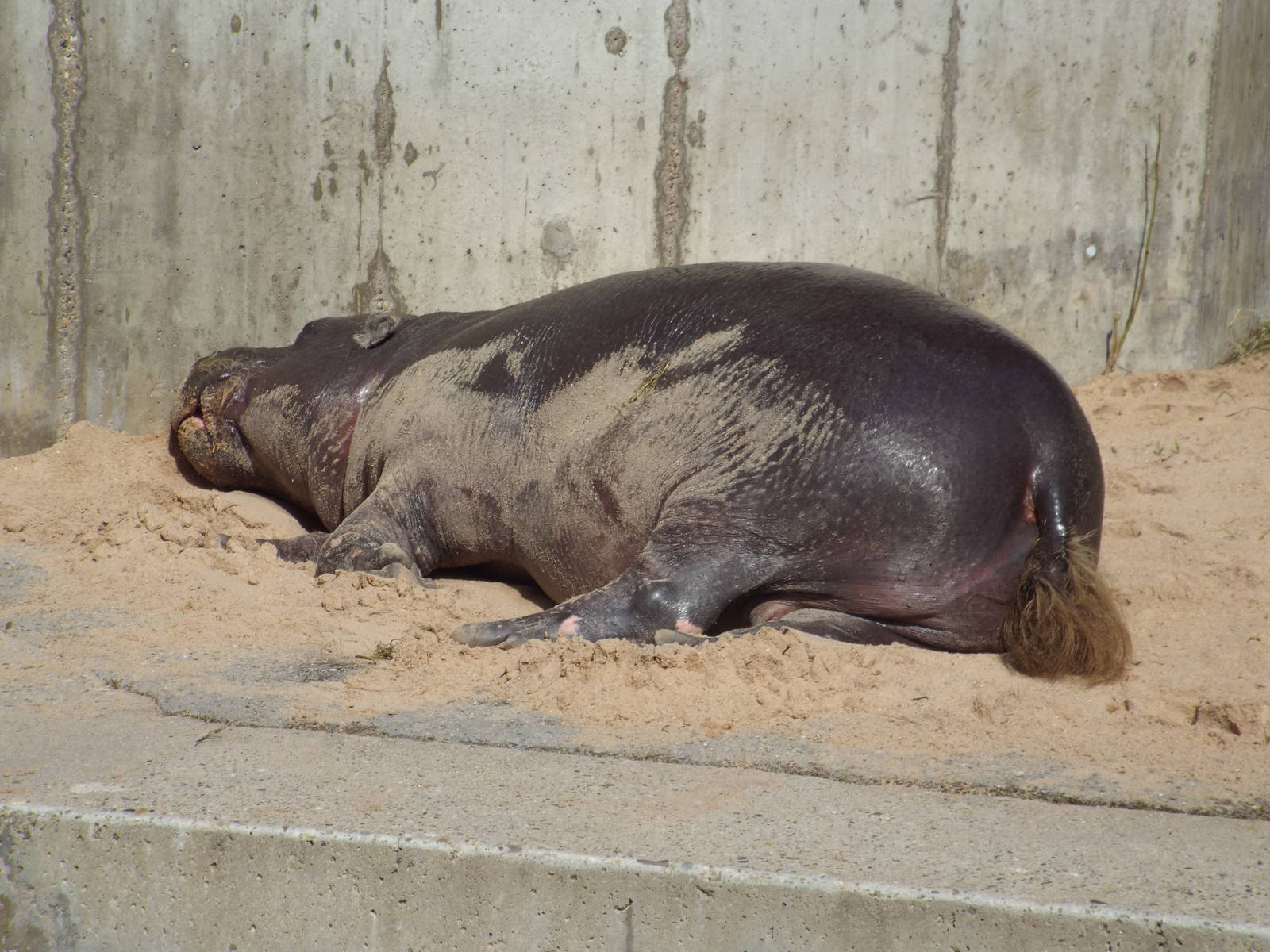 Western Pygmy Hippopotamus (Choeropsis liberiensis liberiensis) at Wilhelma