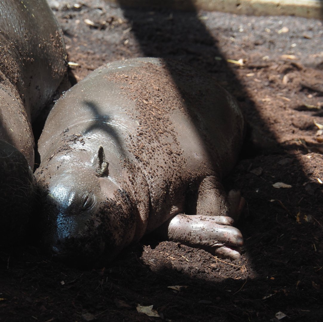 Western pygmy hippopotamus (Choeropsis liberiensis liberiensis) calf Mufaro, 2024-06-08