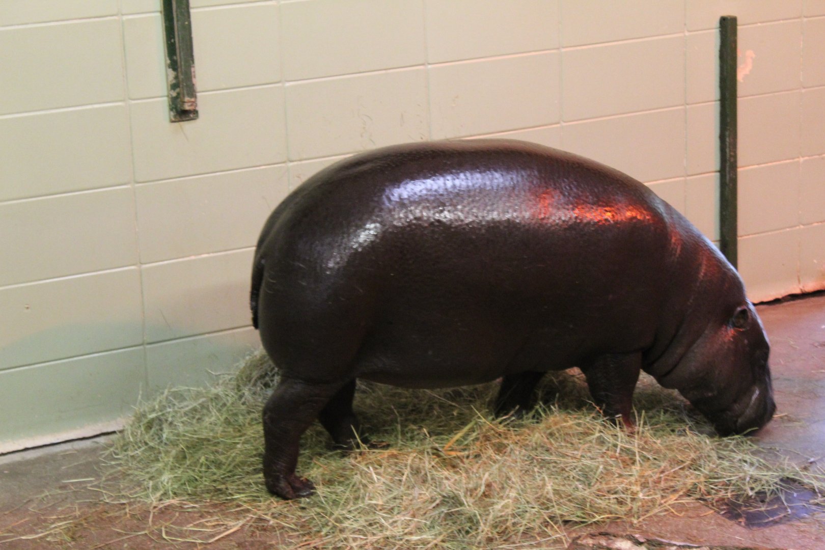 Western pygmy hippopotamus (Choeropsis liberiensis liberiensis) in house