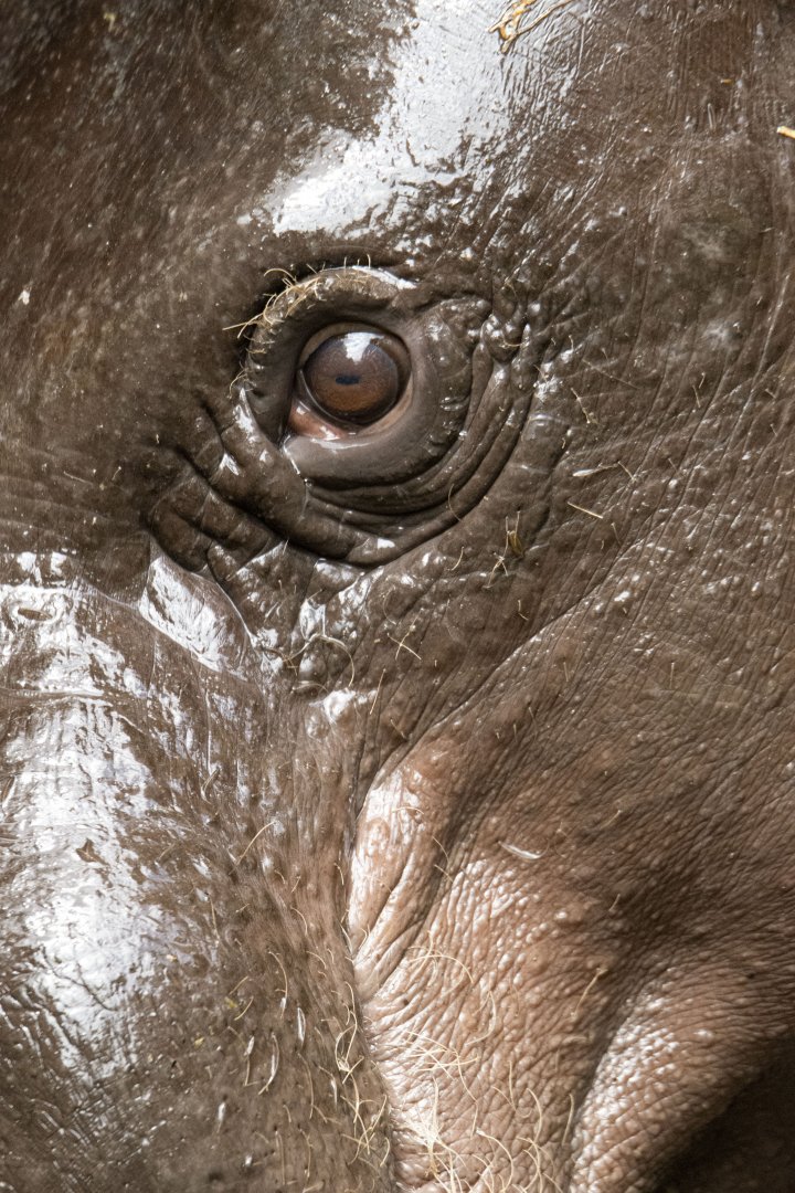 Western pygmy hippopotamus (Choeropsis liberiensis liberiensis)