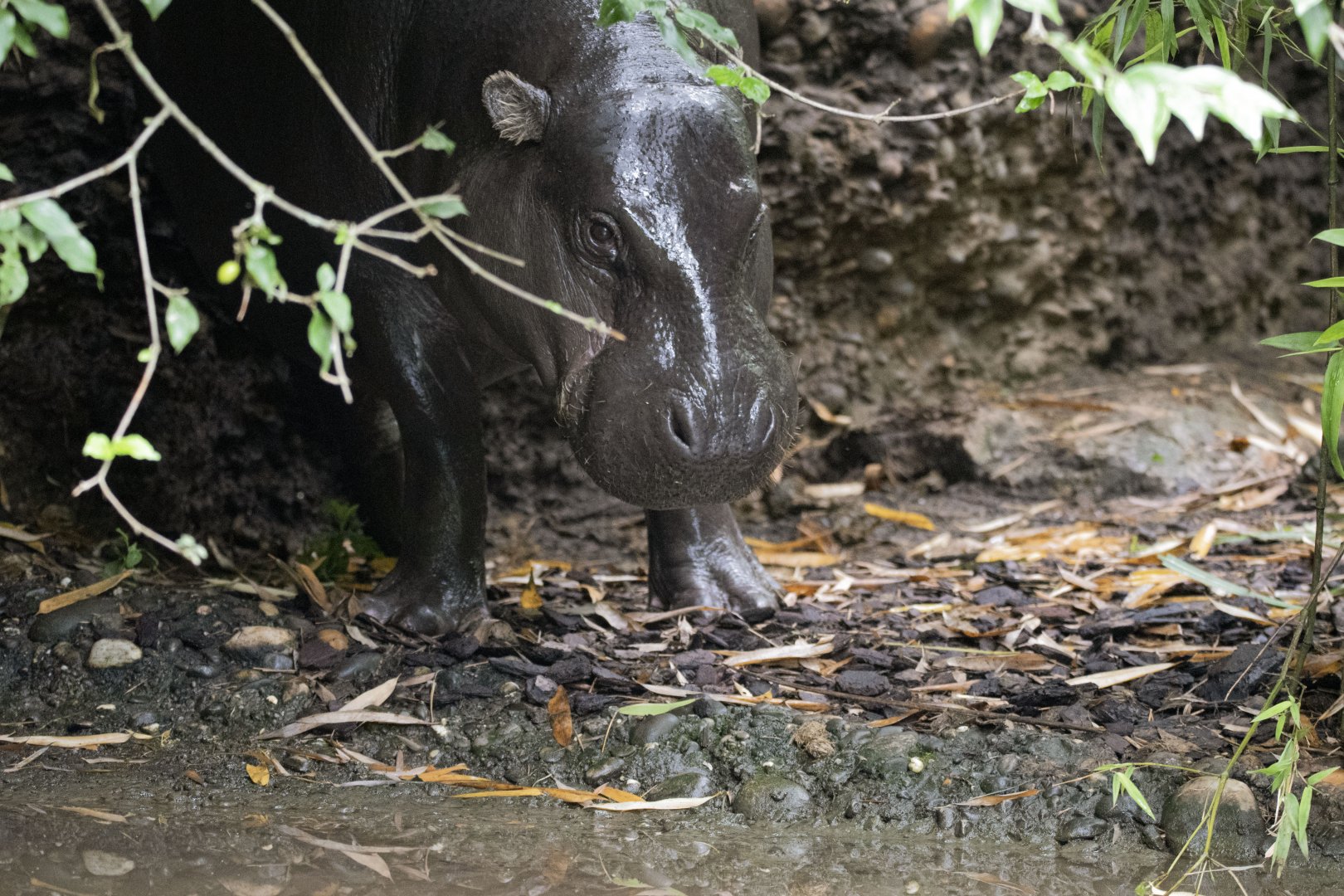 Western pygmy hippopotamus (Choeropsis liberiensis liberiensis)