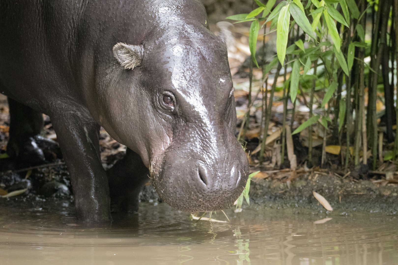 Western pygmy hippopotamus (Choeropsis liberiensis liberiensis)