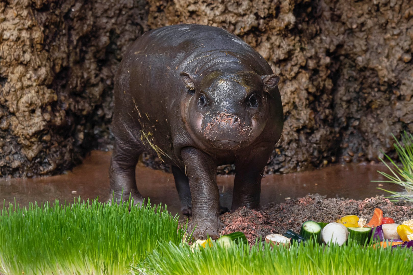 Western pygmy hippopotamus (Choeropsis liberiensis liberiensis)