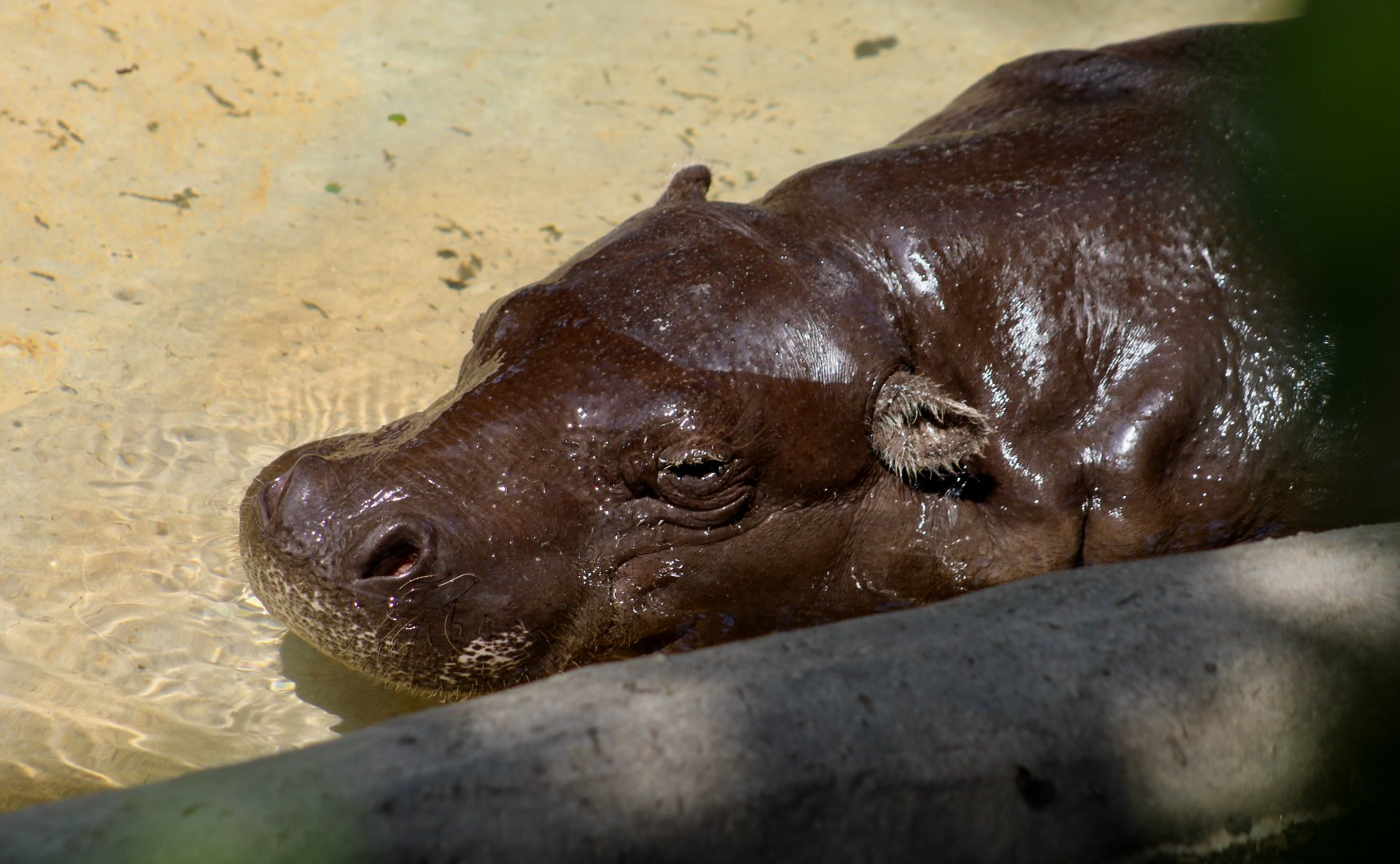 Western Pygmy Hippopotamus (Choeropsis liberiensis liberiensis)