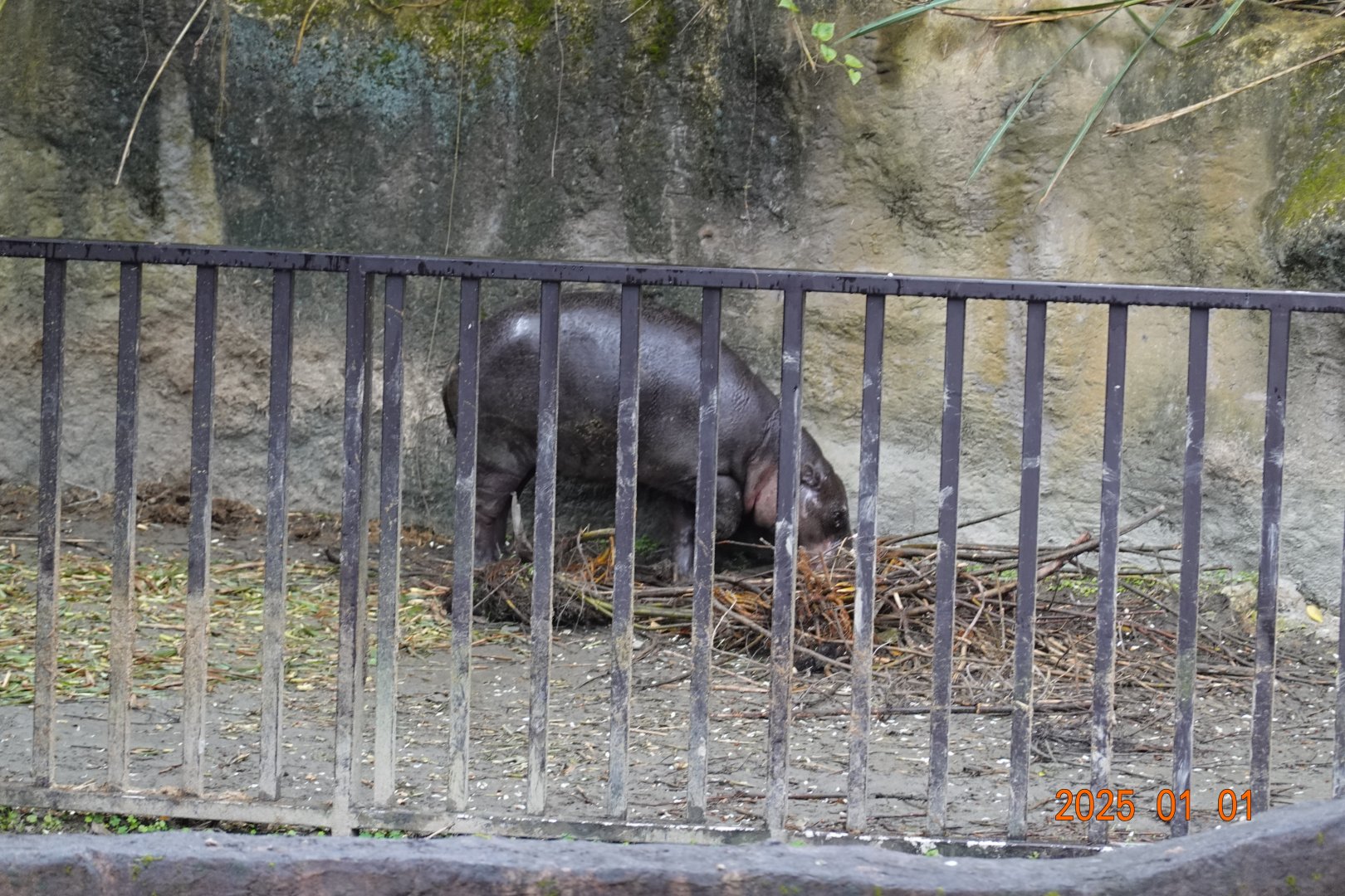 Western Pygmy Hippopotamus (Choeropsis liberiensis liberiensis)
