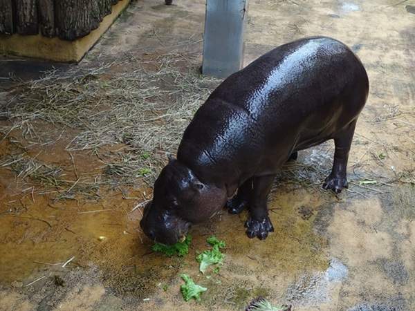 Western pygmy hippopotamus (Choeropsis liberiensis liberiensis)