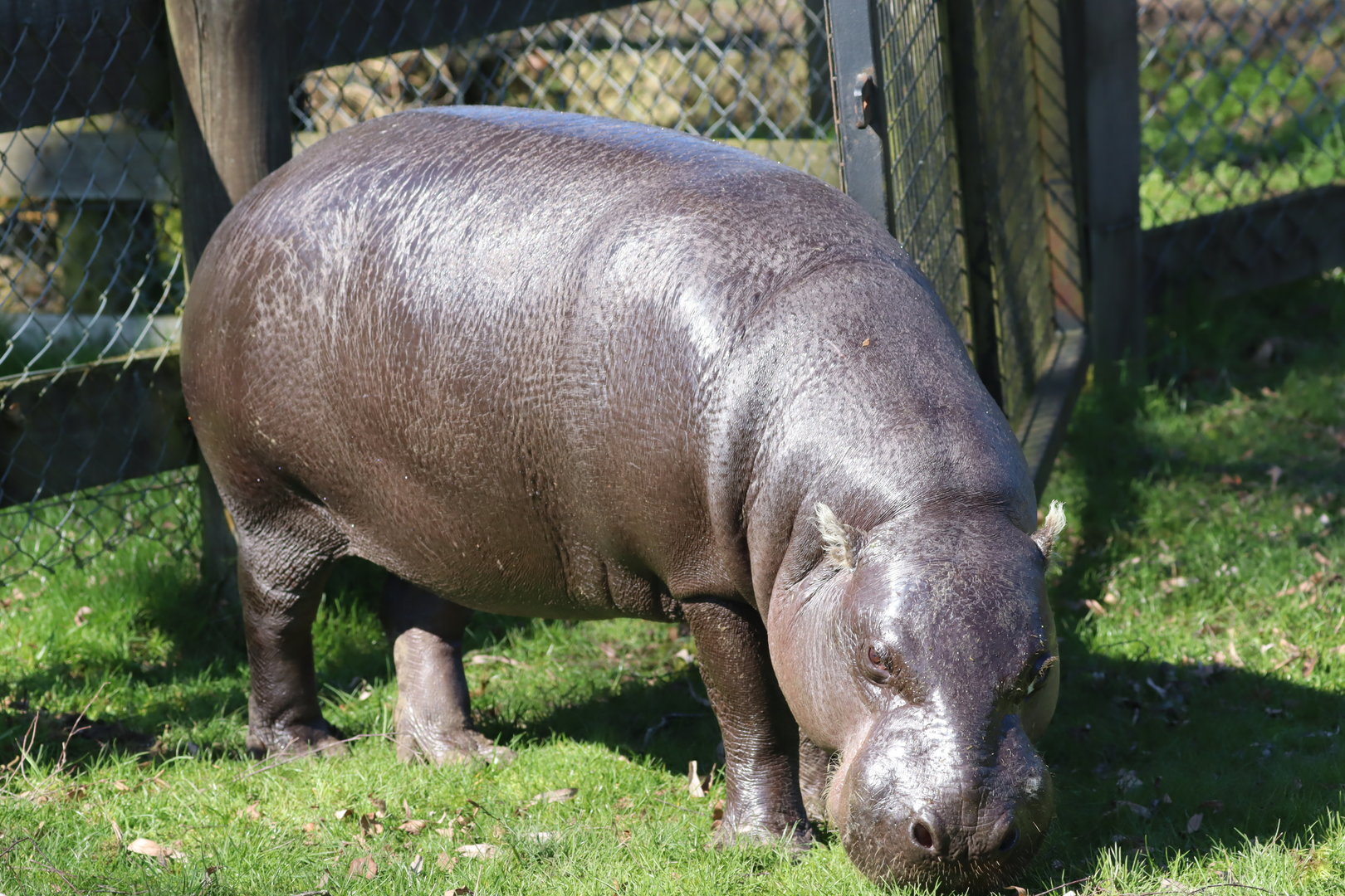 Western Pygmy Hippopotamus (Choeropsis liberiensis)