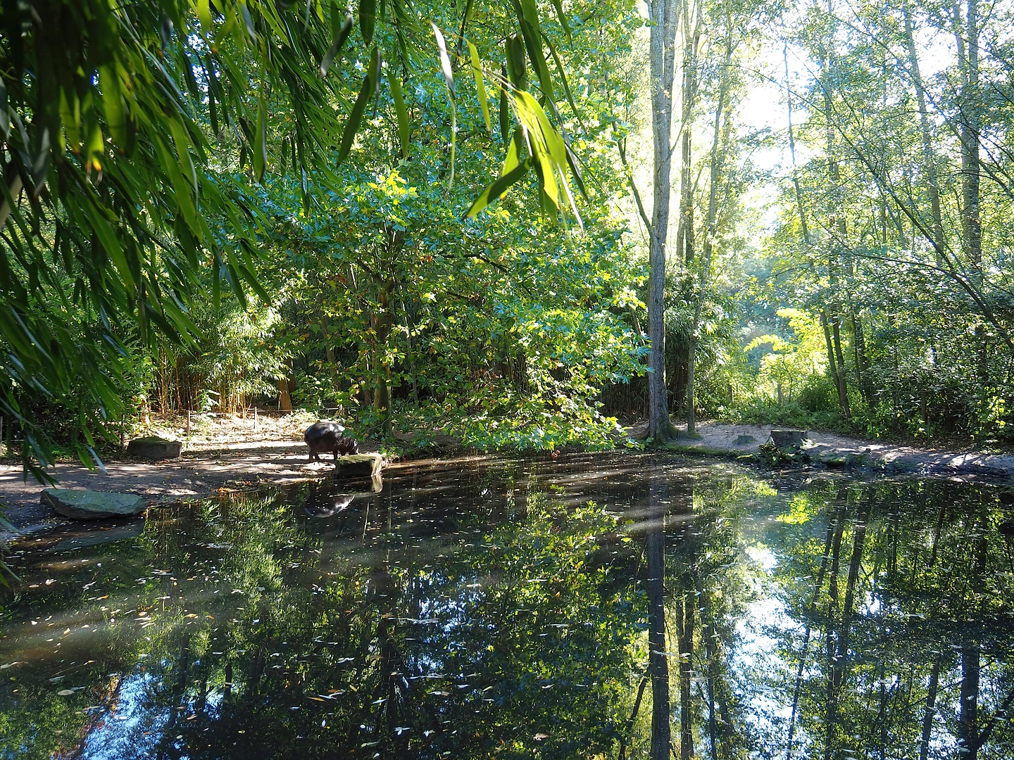 Western pygmy hippopotamus exhibit, 2022-10-09