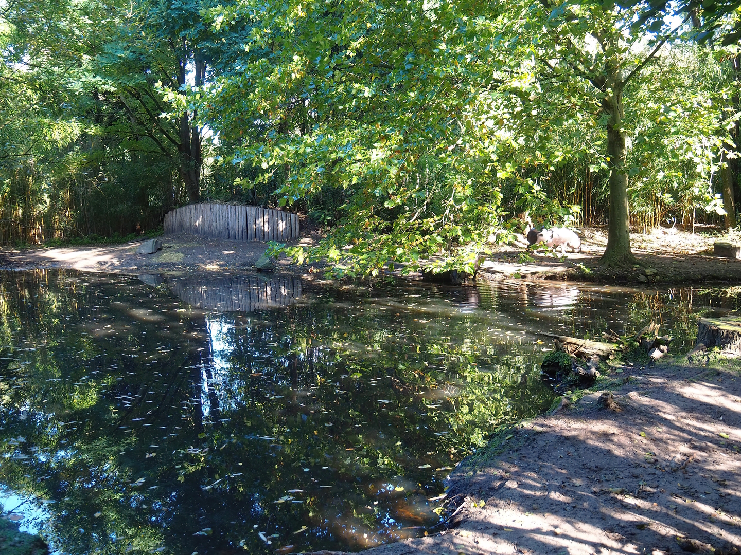 Western pygmy hippopotamus exhibit, 2022-10-09