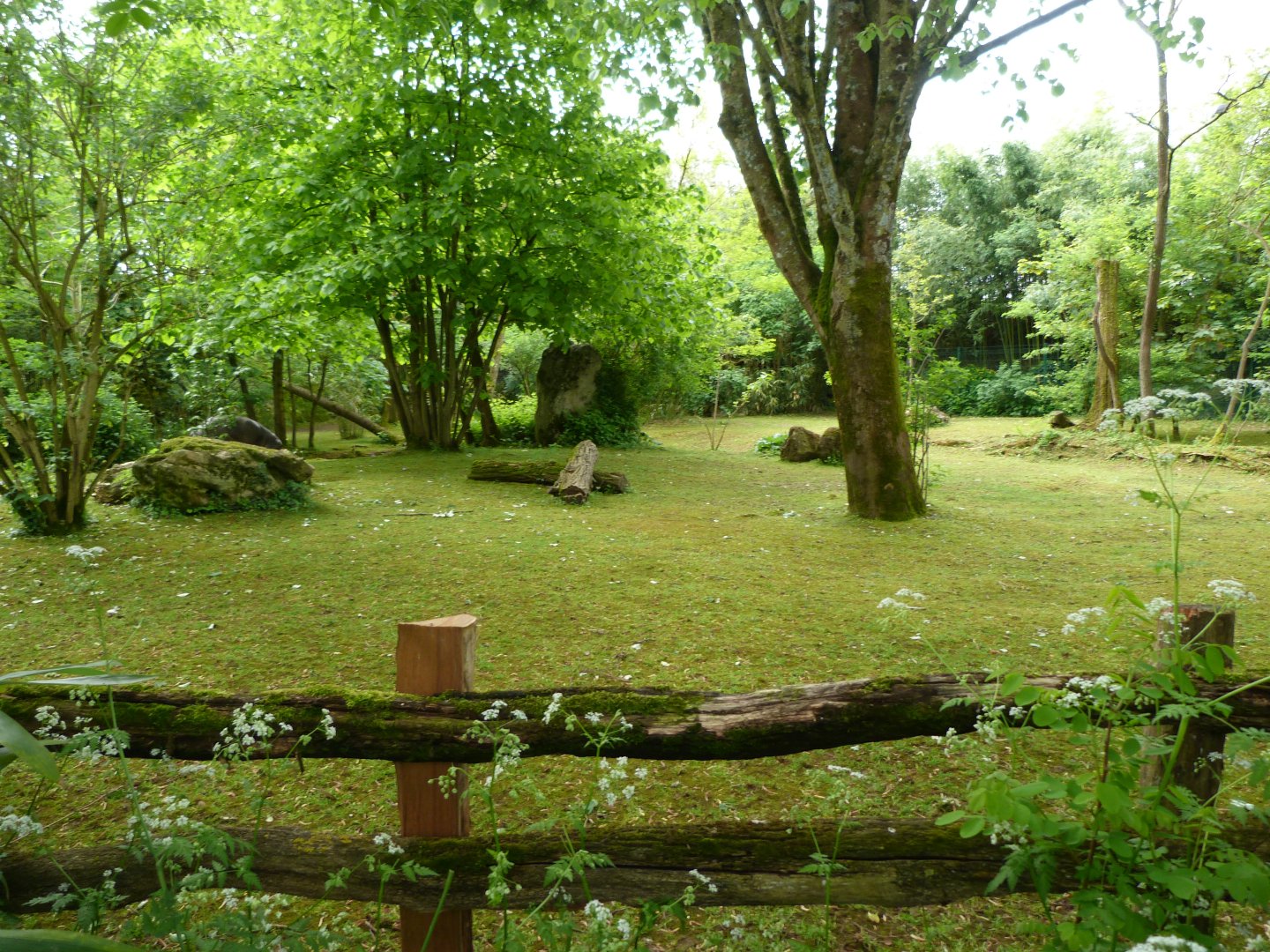 Western pygmy hippopotamus exhibit -Bioparc de Doué la Fontaine (2025)