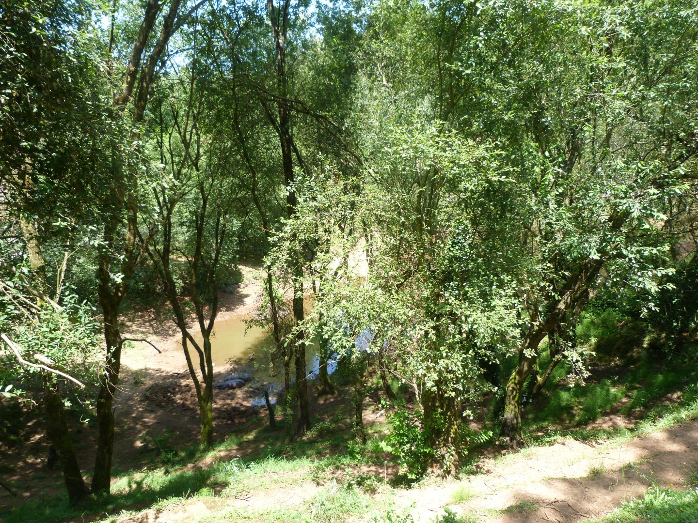 Western pygmy hippopotamus exhibit -Parque de la Naturaleza de Cabárceno (2025)