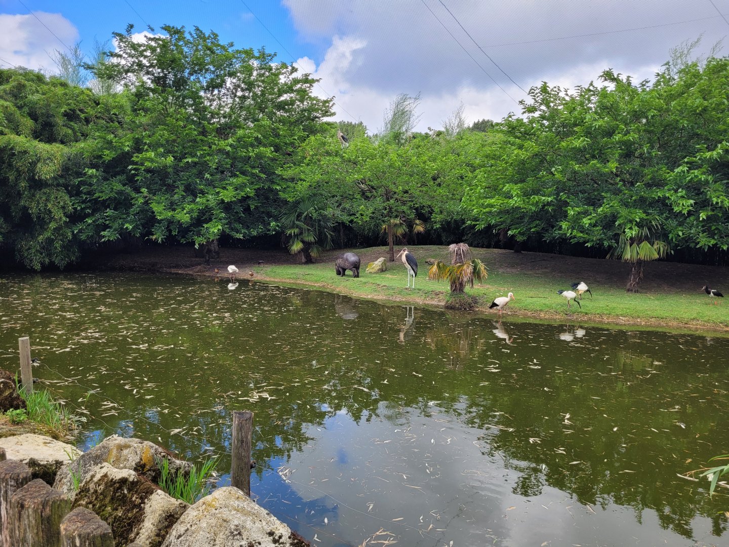 Western pygmy hippopotamus exhibit within african aviary -Zoo du bassin d'Arcachon (2024)