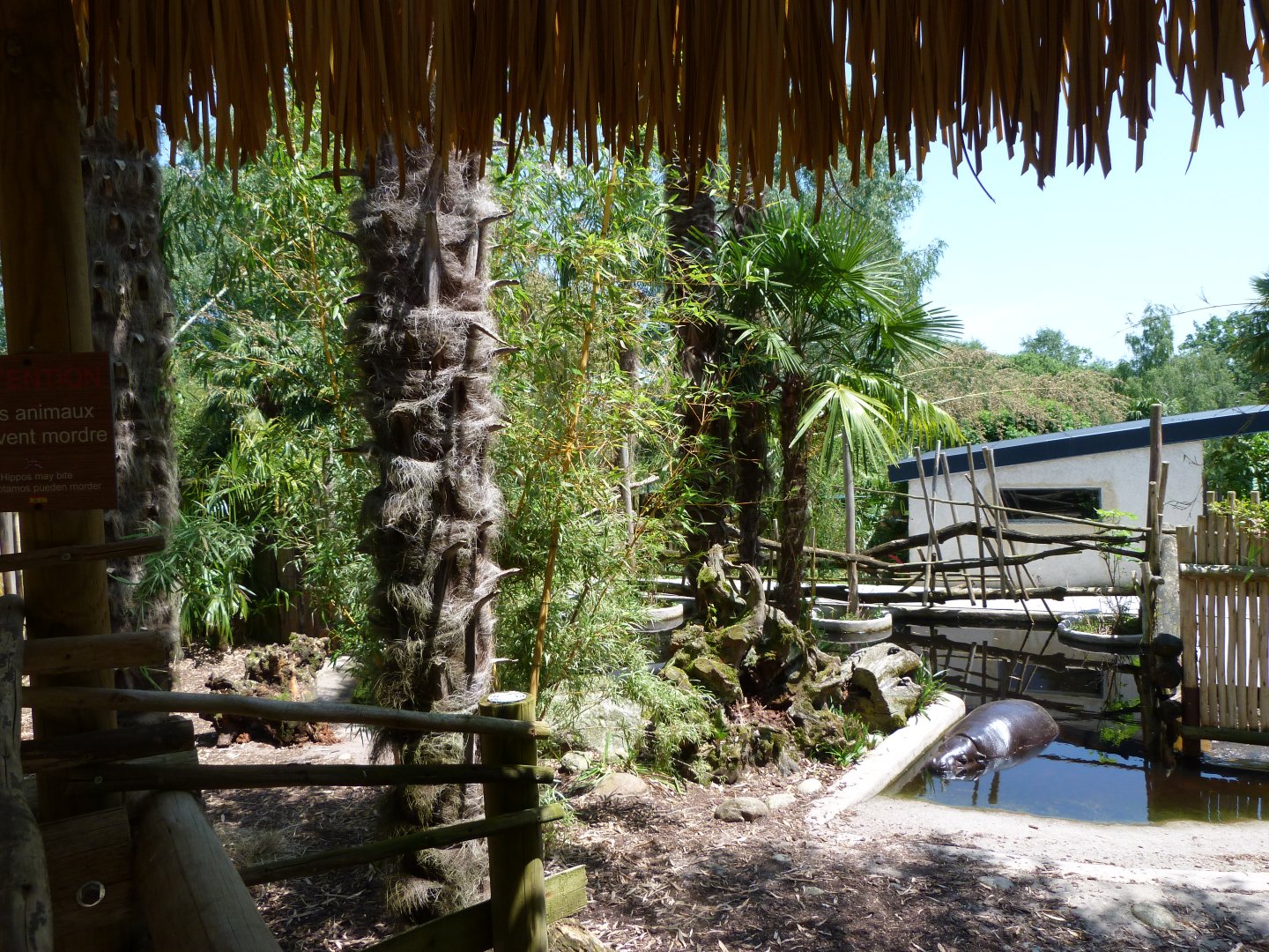 Western pygmy hippopotamus exhibit -Zoo d'Asson (2025)