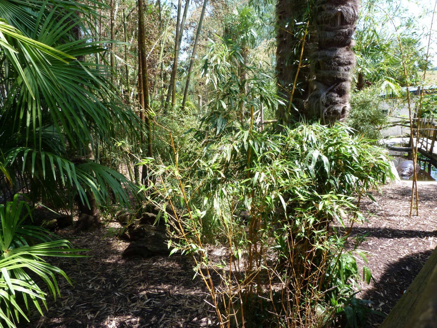 Western pygmy hippopotamus exhibit -Zoo d'Asson (2025)