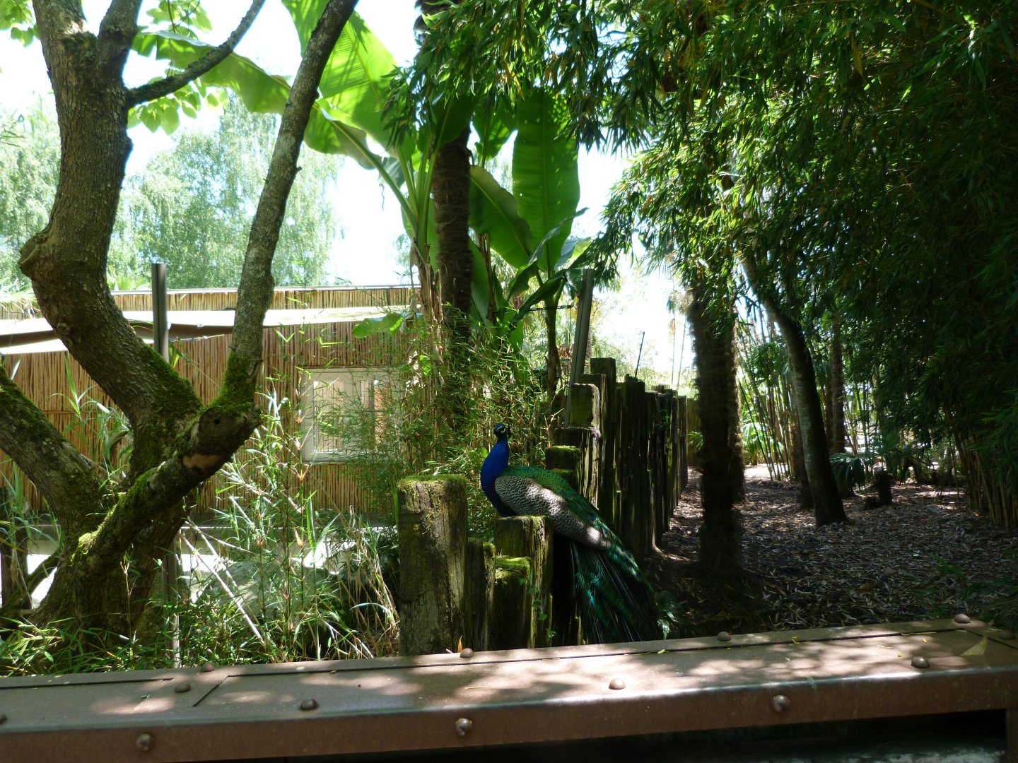 Western pygmy hippopotamus exhibit -Zoo d'Asson (2025)