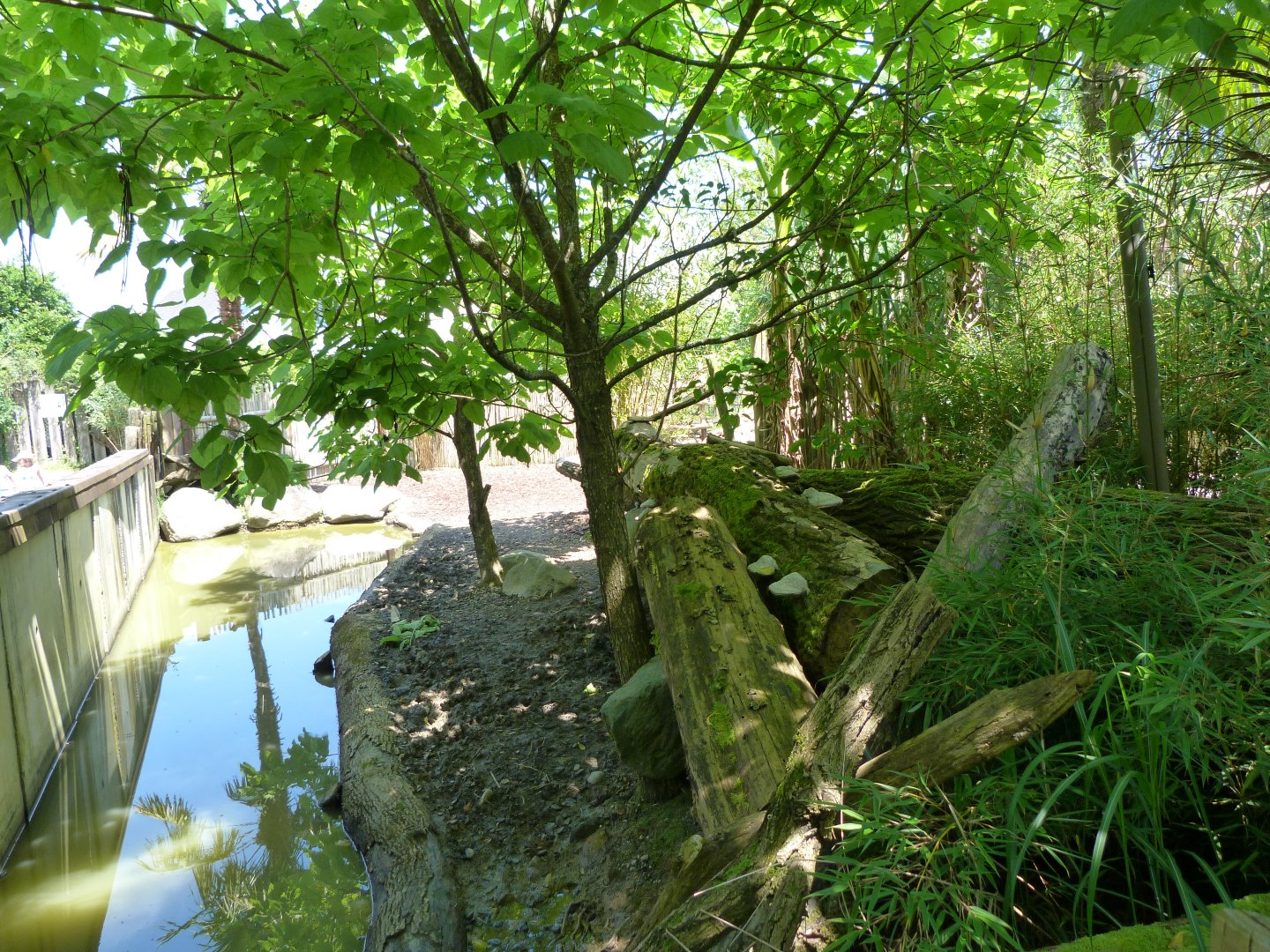 Western pygmy hippopotamus exhibit -Zoo d'Asson (2025)