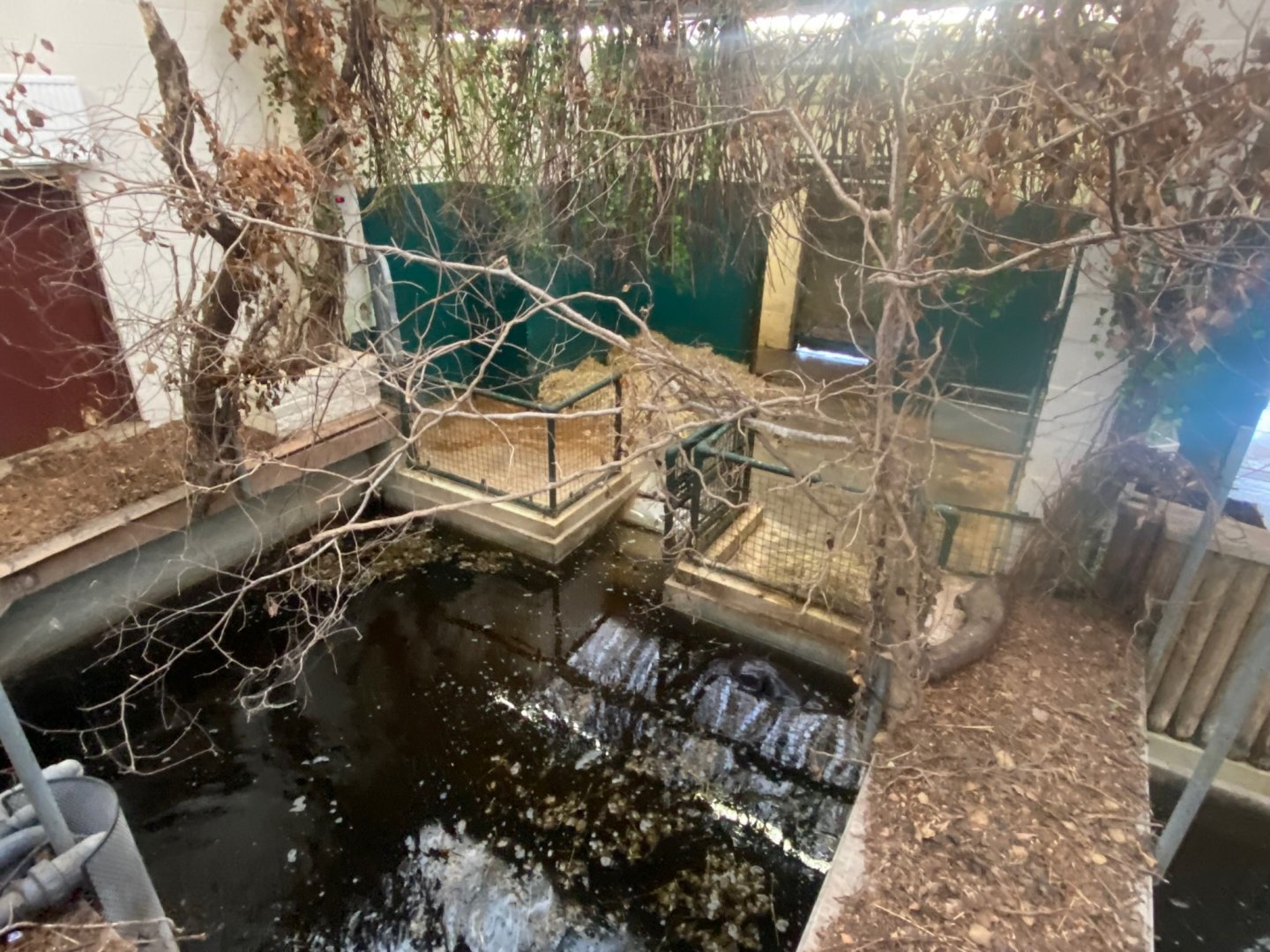 Western pygmy hippopotamus indoors 121223