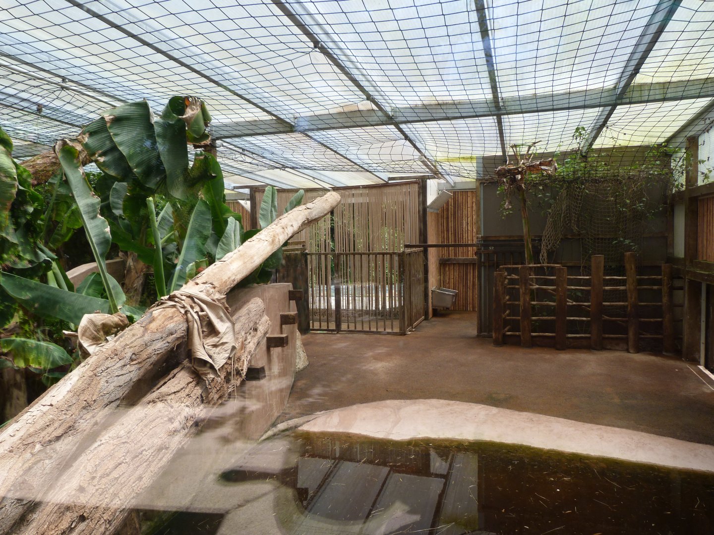 Western pygmy hippopotamus indoors exhibit -Zoo d'Asson (2025)