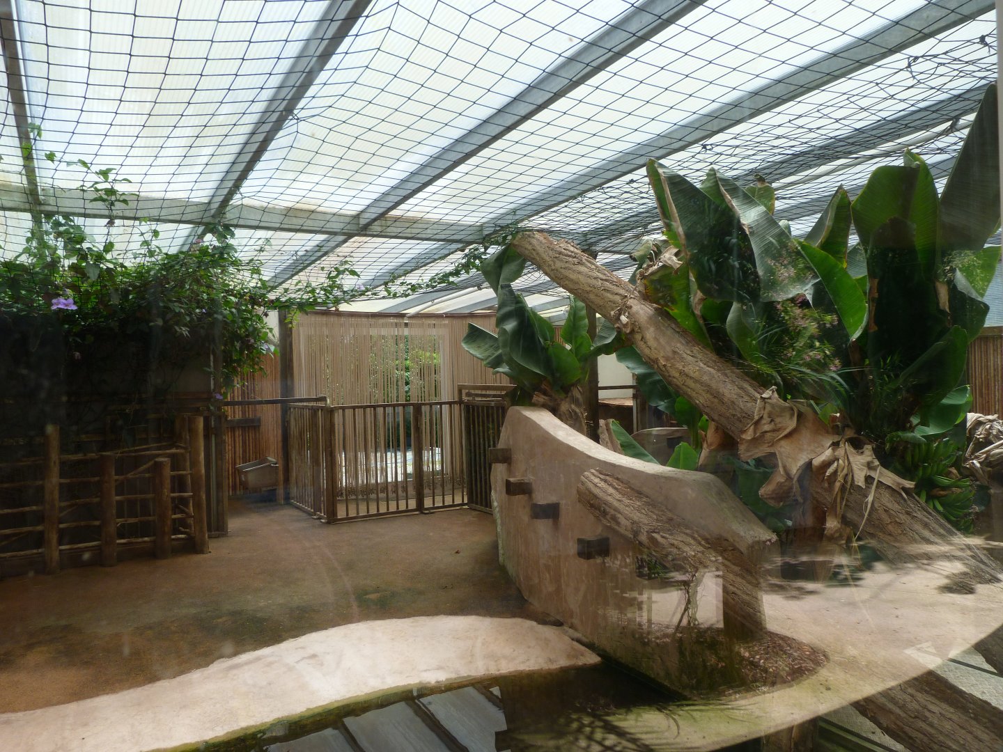 Western pygmy hippopotamus indoors exhibit -Zoo d'Asson (2025)