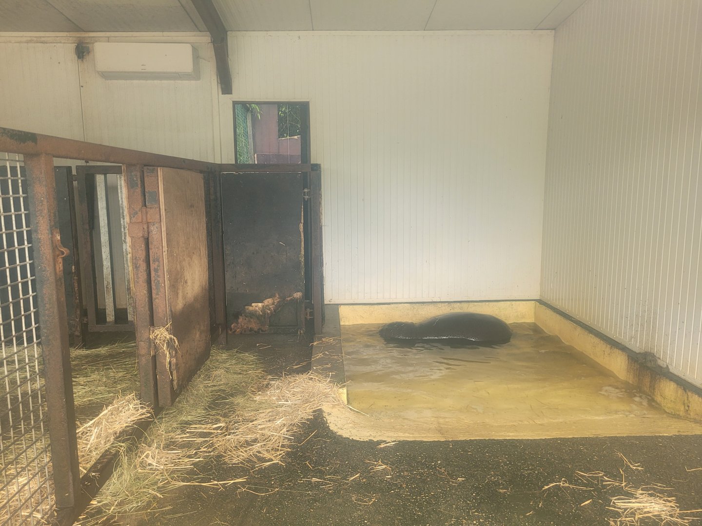 Western pygmy hippopotamus indoors exhibit -Zoo du bassin d'Arcachon (2024)