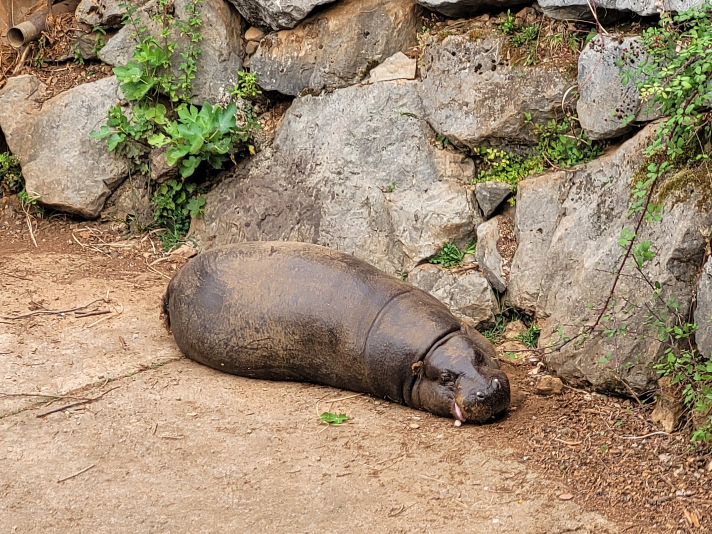 Western pygmy hippopotamus -Parque de la Naturaleza de Cabárceno (2022)