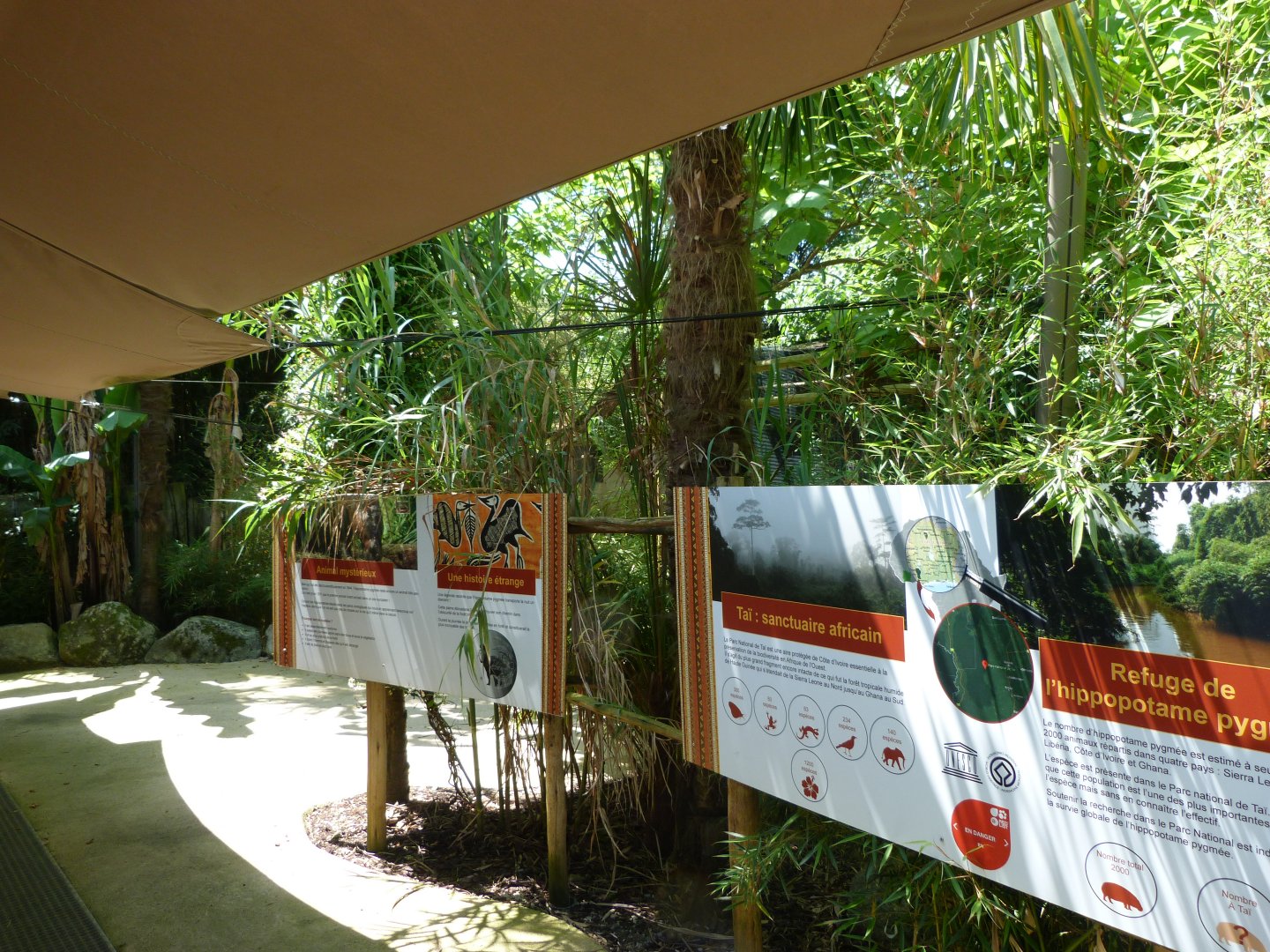 Western pygmy hippopotamus signs -Zoo d'Asson (2025)