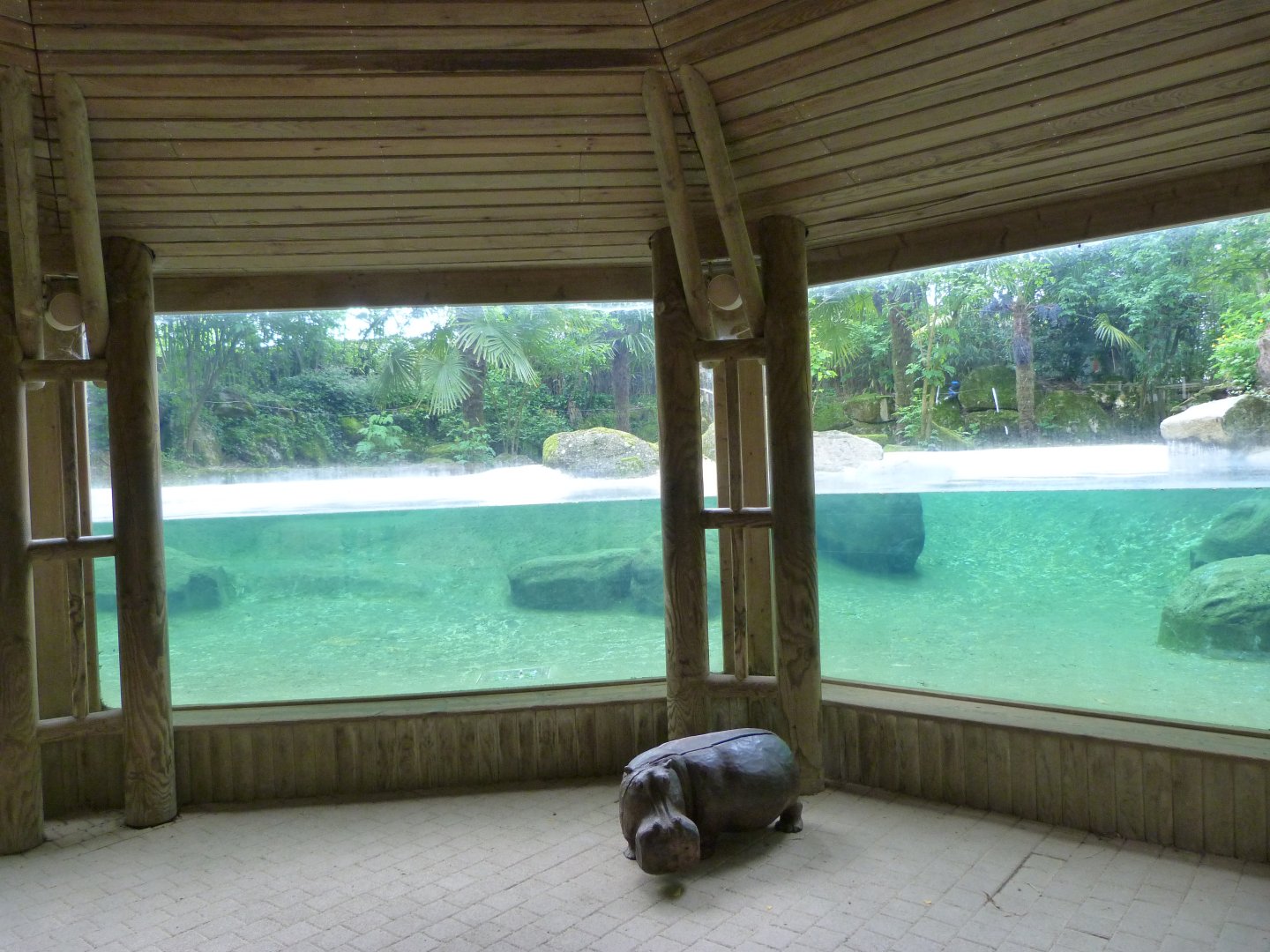 Western pygmy hippopotamus underwater viewing area -Bioparc de Doué la Fontaine (2025)
