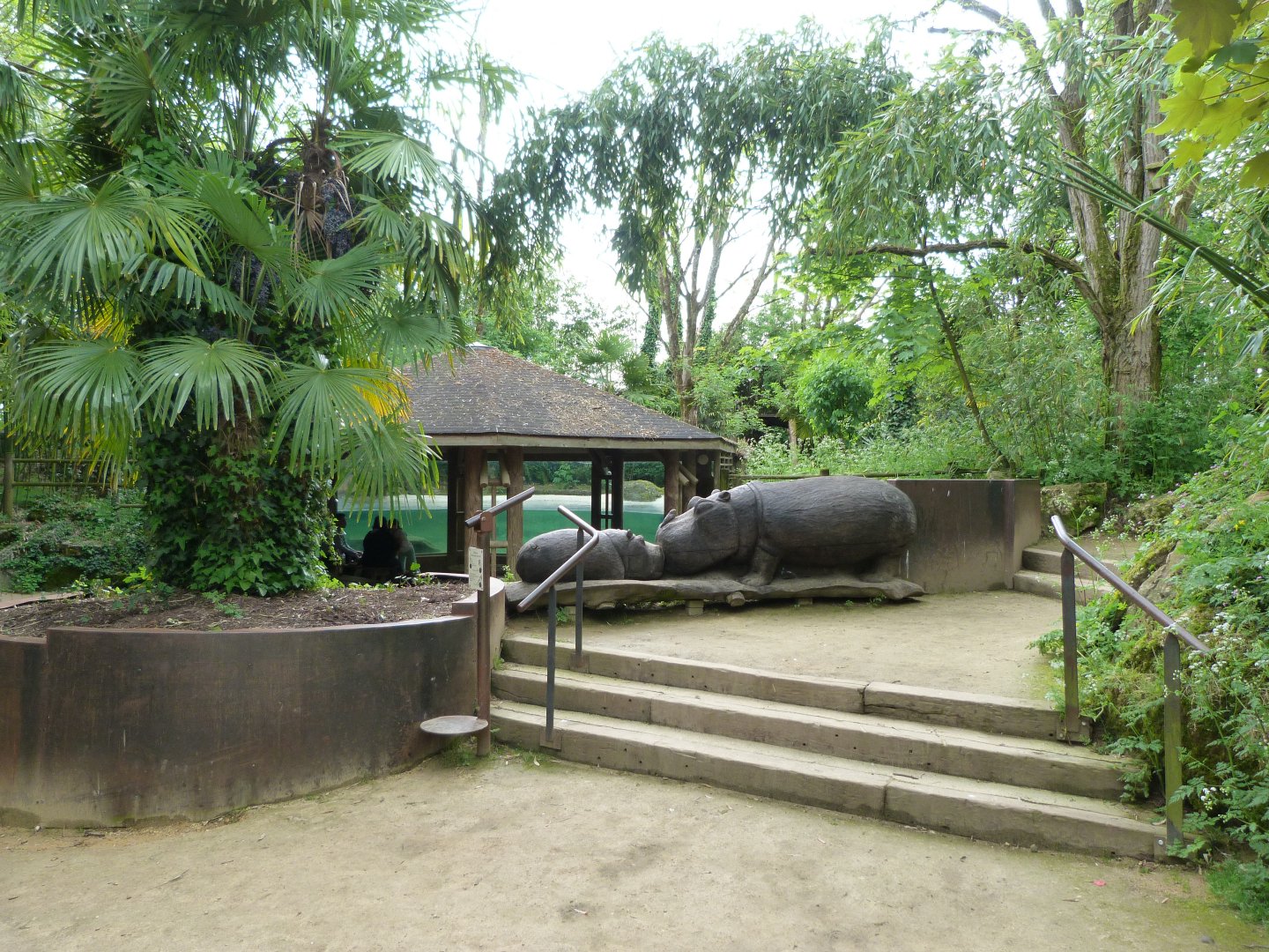 Western pygmy hippopotamus viewing area -Bioparc de Doué la Fontaine (2025)