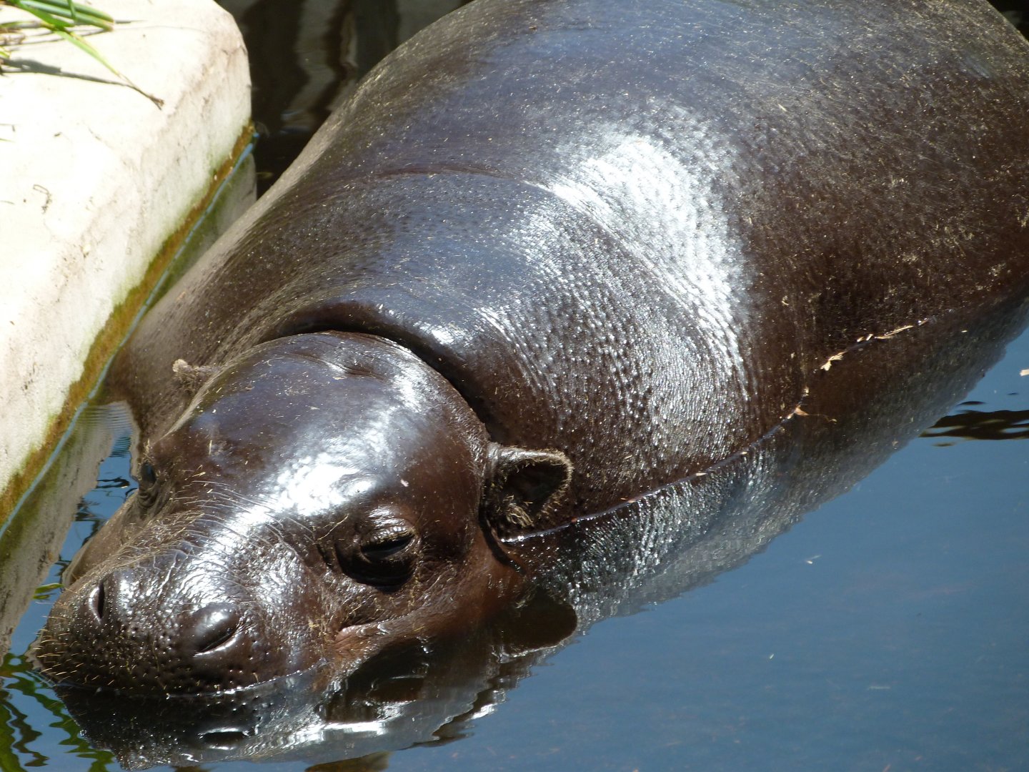 Western pygmy hippopotamus -Zoo d'Asson (2025)