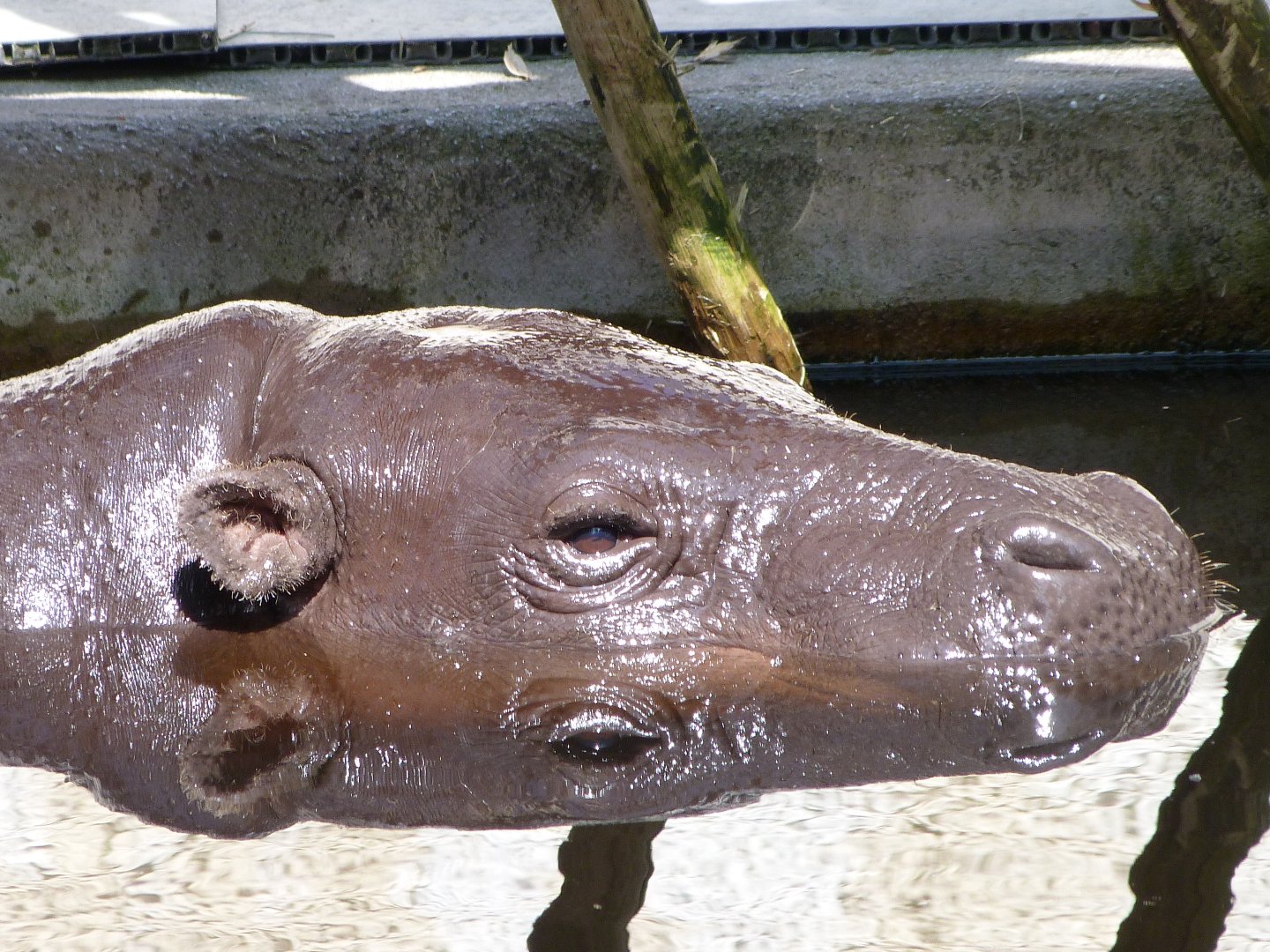 Western pygmy hippopotamus -Zoo d'Asson (2025)