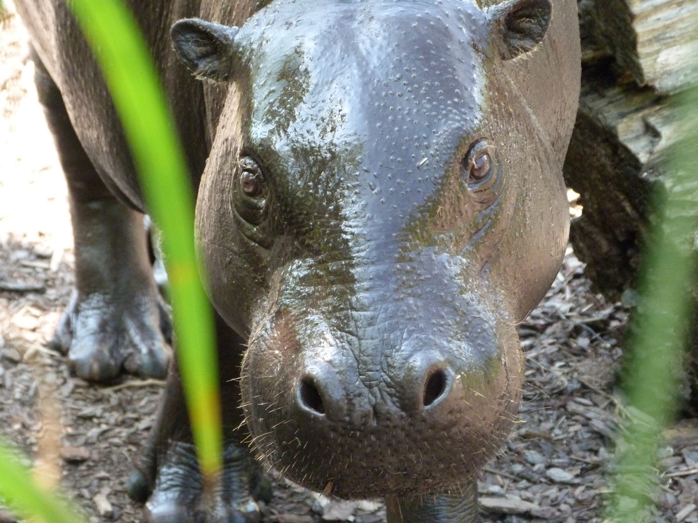 Western pygmy hippopotamus -Zoo d'Asson (2025)