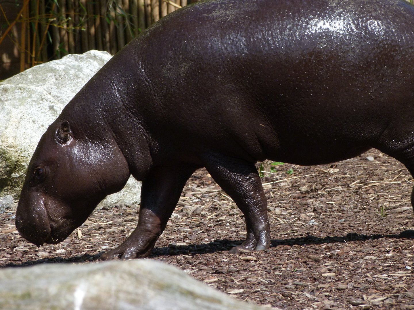 Western pygmy hippopotamus -Zoo d'Asson (2025)