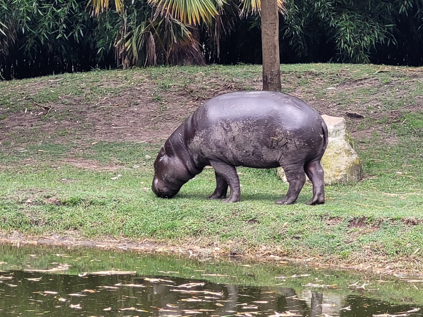 Western pygmy hippopotamus -Zoo du bassin d'Arcachon (2024)