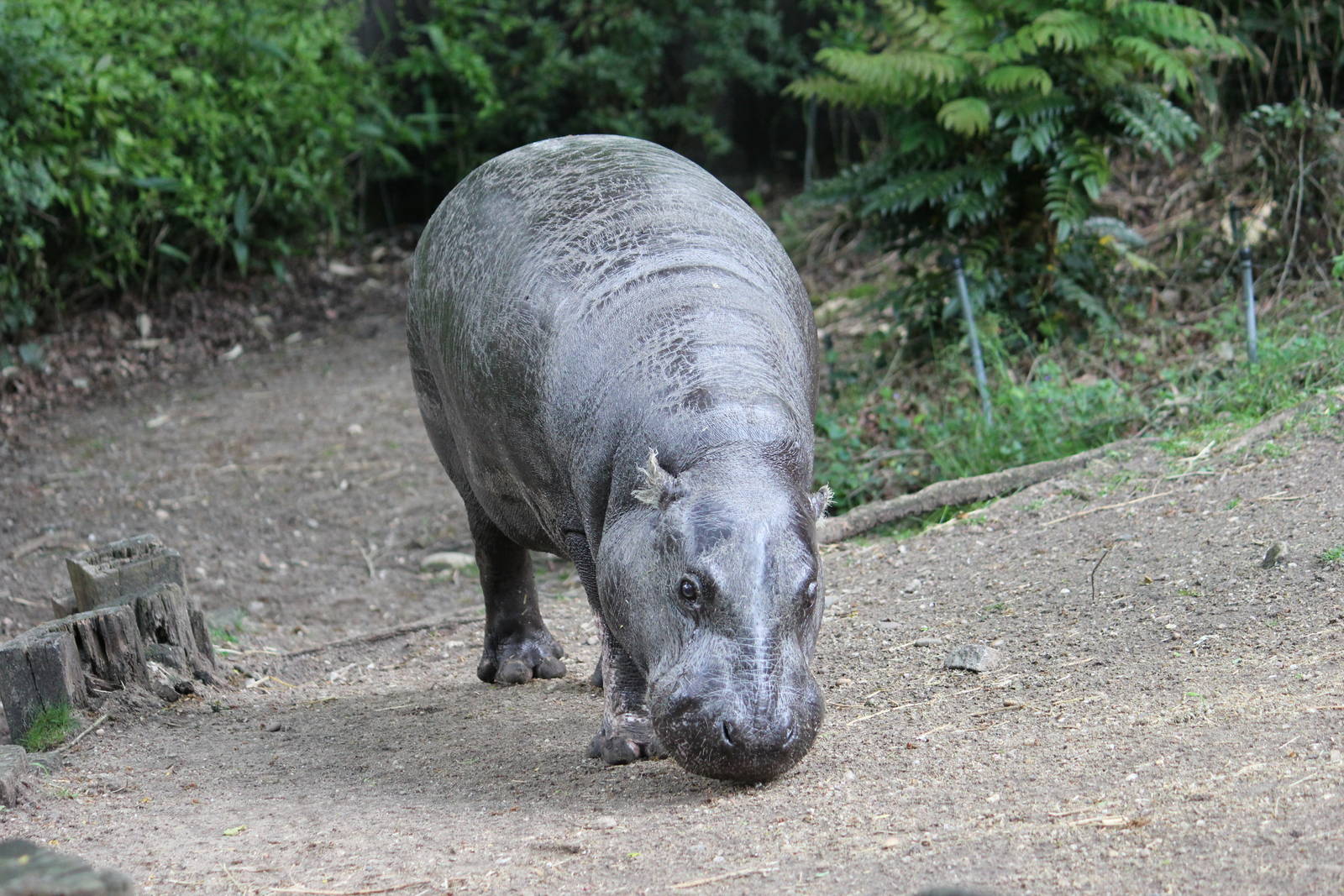 Western pygmy hippopotamus