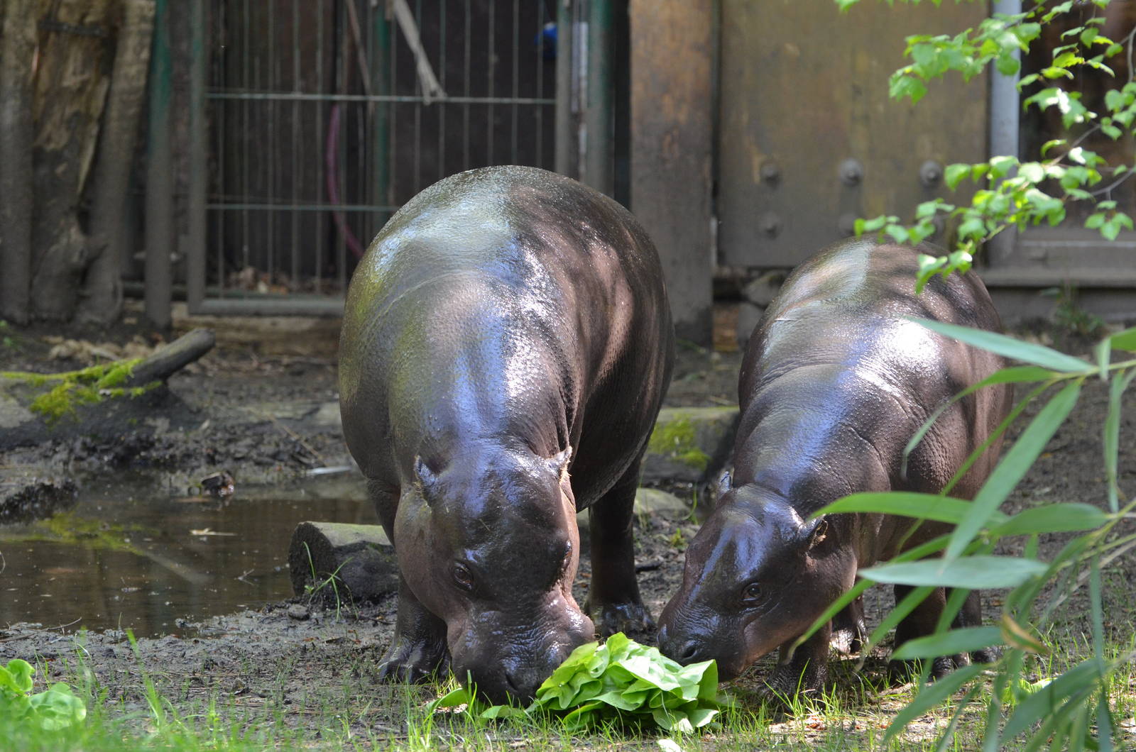 Western pygmy hippopotamus