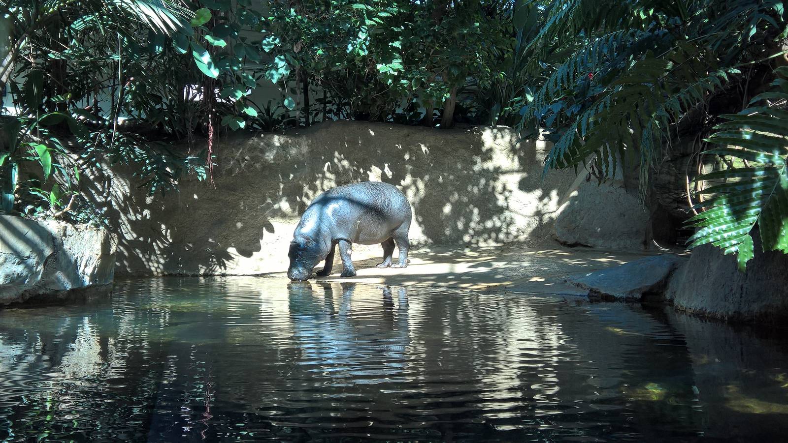 Western pygmy hippopotamus