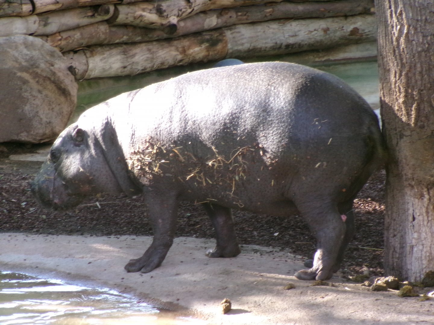 Western pygmy hippopotamus