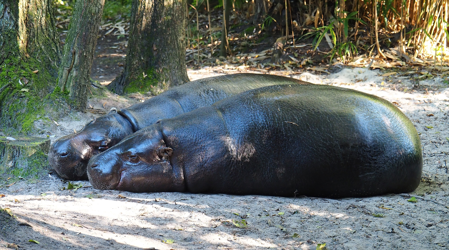 Western pygmy hippopotamuses (Choeropsis liberiensis liberiensis), 2022-10-09