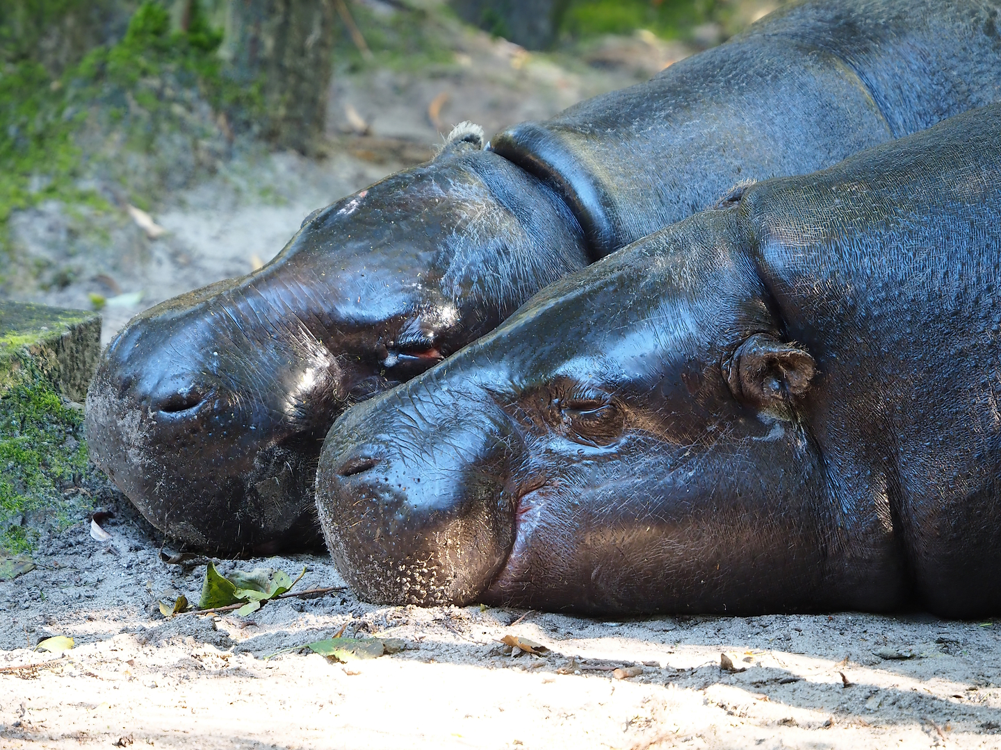 Western pygmy hippopotamuses (Choeropsis liberiensis liberiensis), 2022-10-09