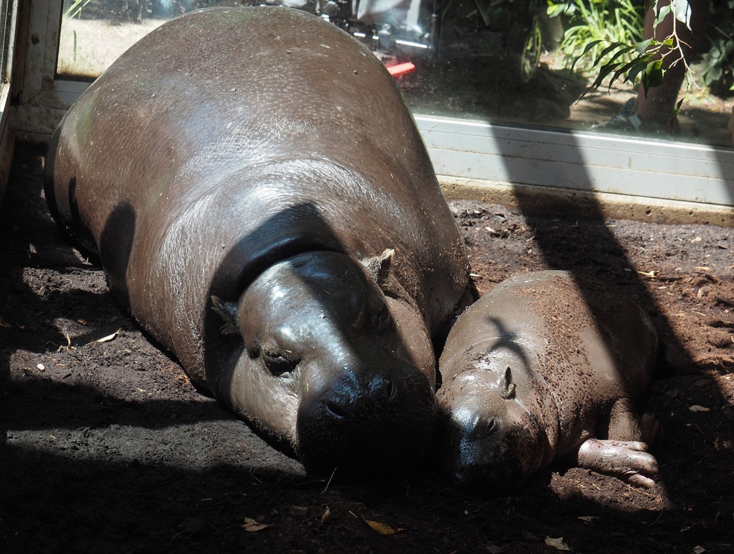 Western pygmy hippopotamuses (Choeropsis liberiensis liberiensis) Ayoka and Mufaro, 2024-06-08