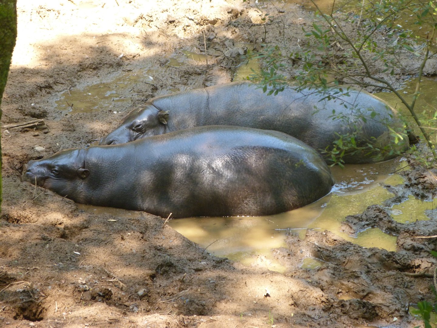 Western pygmy hippopotamuses -Parque de la Naturaleza de Cabárceno (2025)