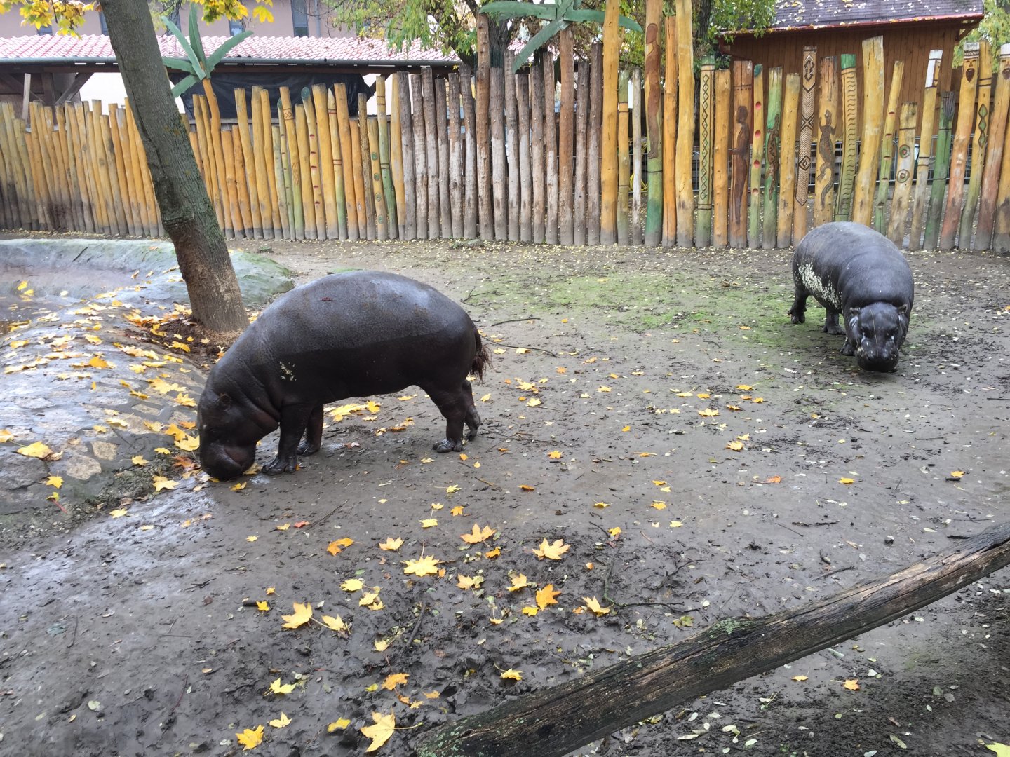 Western pygmy hippos 10.2020.