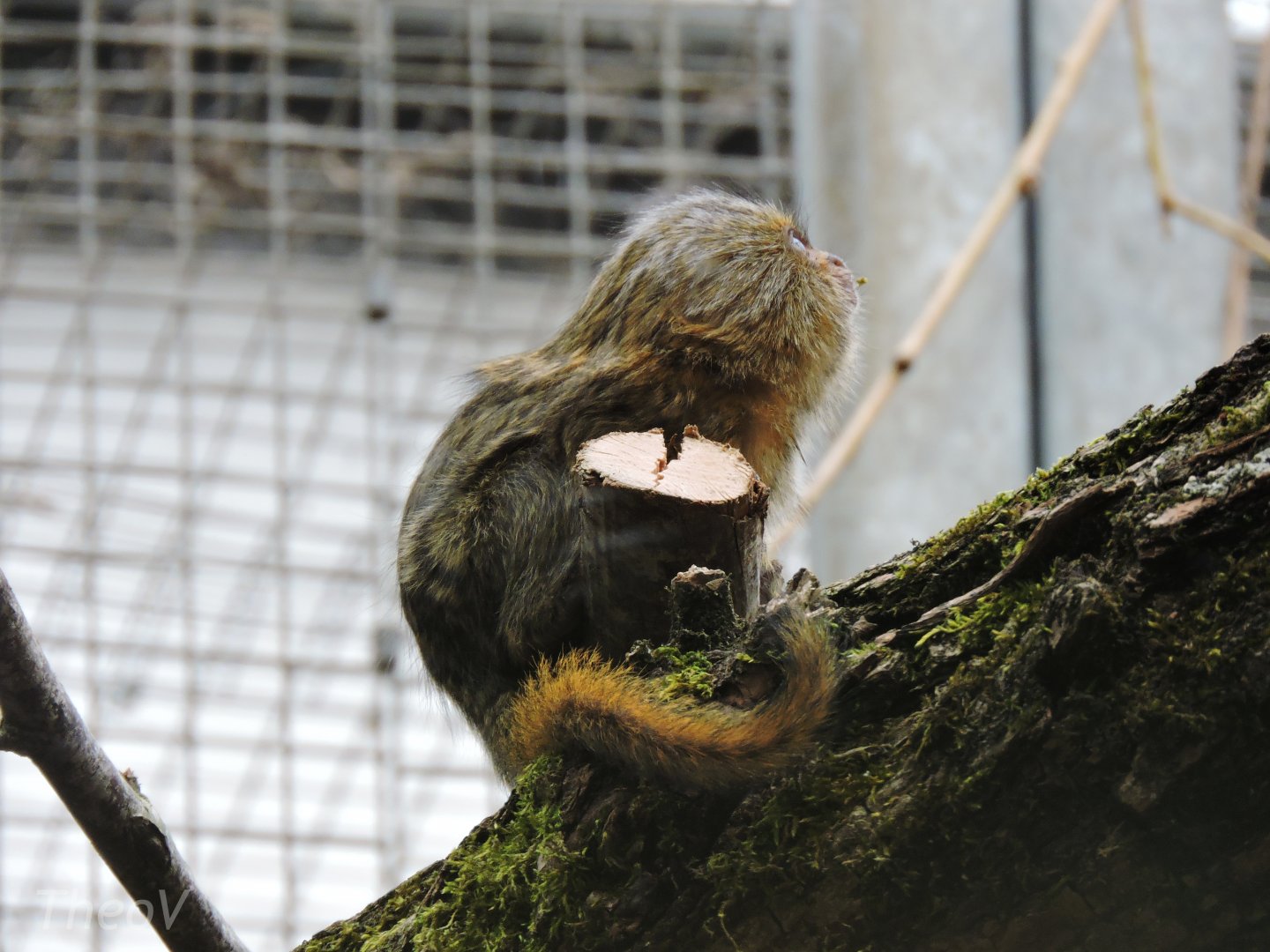 Western pygmy marmoset [2015]